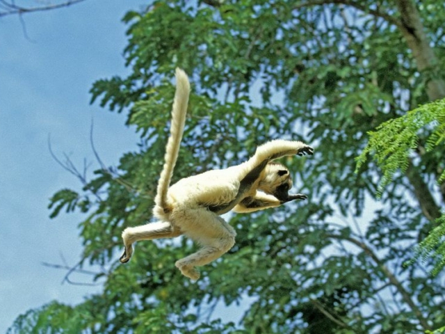 Verreaux's Sifaka