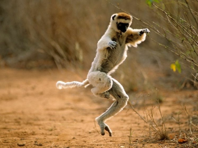 Verreaux's Sifaka