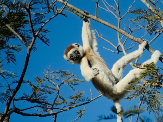 Verreaux's Sifaka