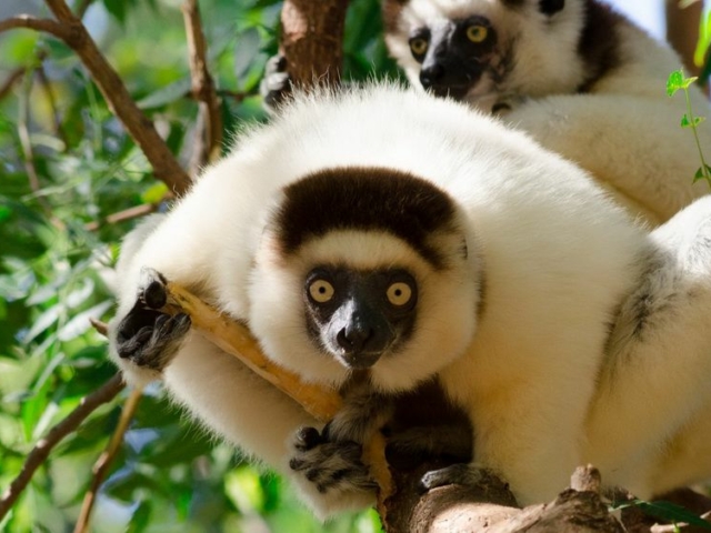 Verreaux's Sifaka