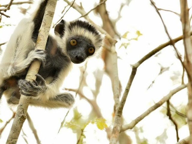 Verreaux's Sifaka
