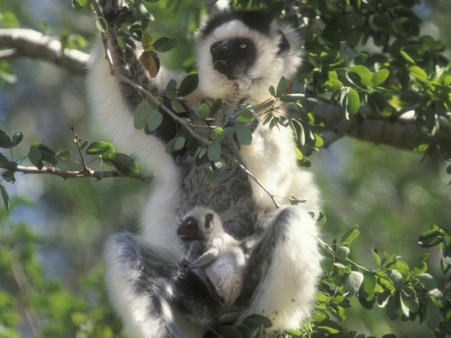 Verreaux's Sifaka