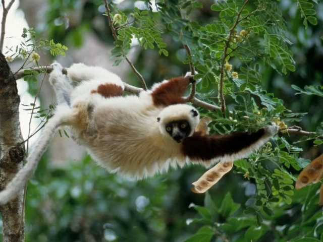 Verreaux's Sifaka