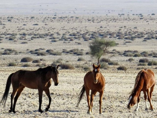 14-day Namibia Experience (Camping)