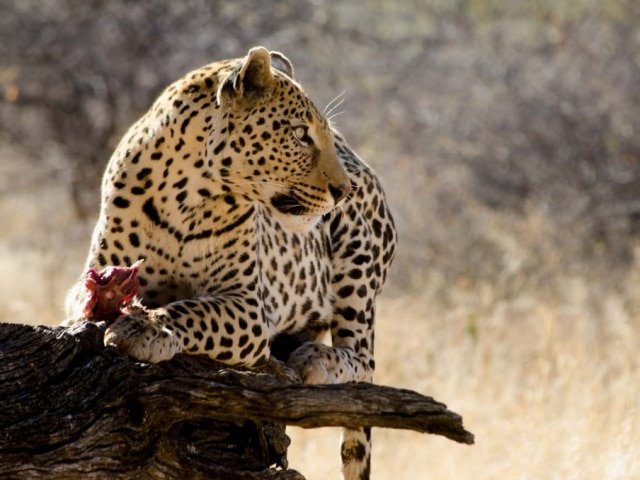14-day Namibia Experience (Camping)