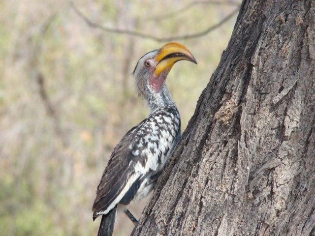 14-day Namibia Experience (Camping)