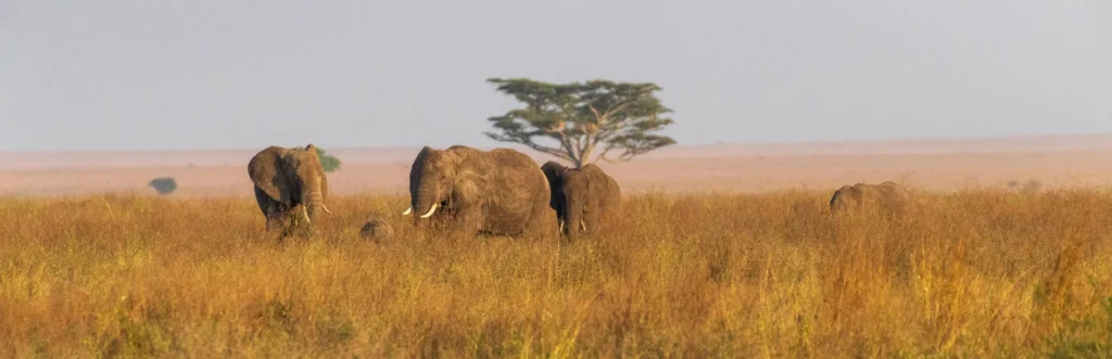 Tanzania
