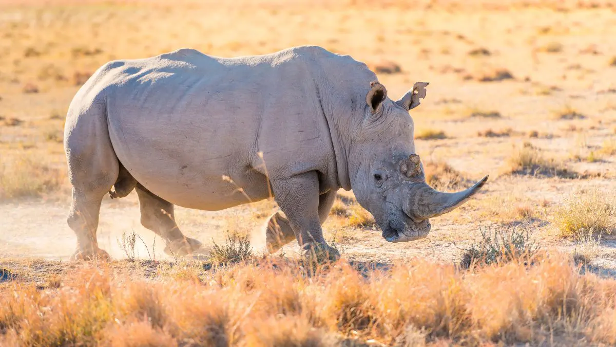 White Rhino