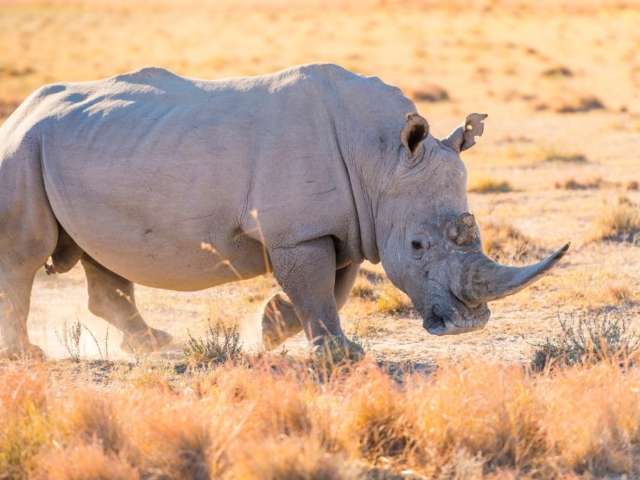White-Rhino-1-4