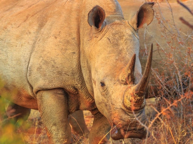 White-Rhino-2-4