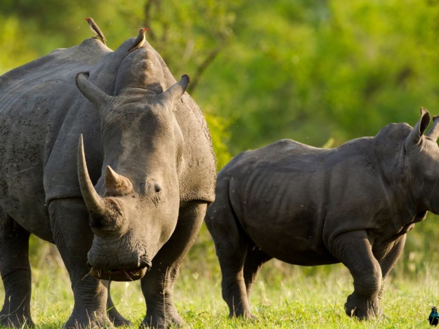 White-Rhino-3-3