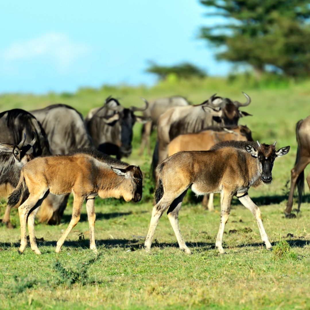 Wildebeest calves, Serengeti, Tanzania