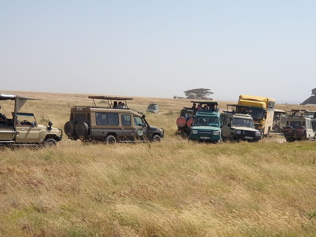 Vehicle congestion, Serengeti National Park, Tanzania Vehicle congestion, Serengeti National Park, Tanzania