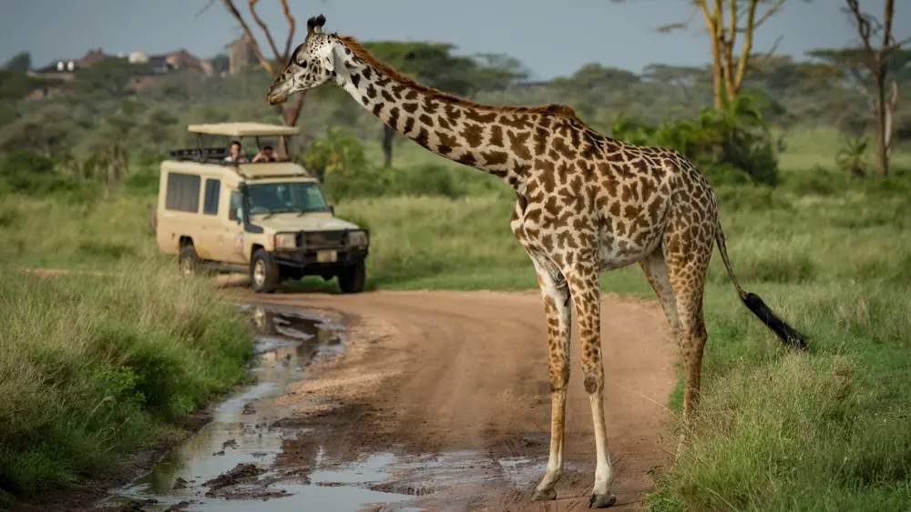 Closed 4WD Safari Vehicle