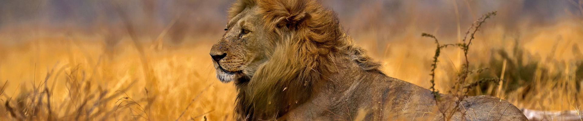 How much does a Botswana safari cost?