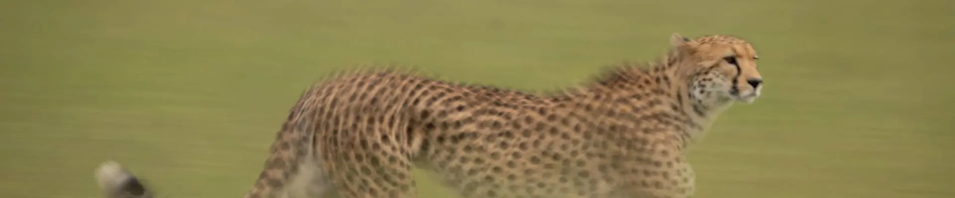 Shoulder Season Safaris: Africa Without the Crowds