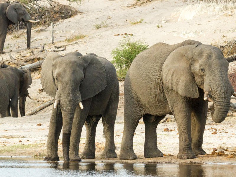 Boteti River, Botswana