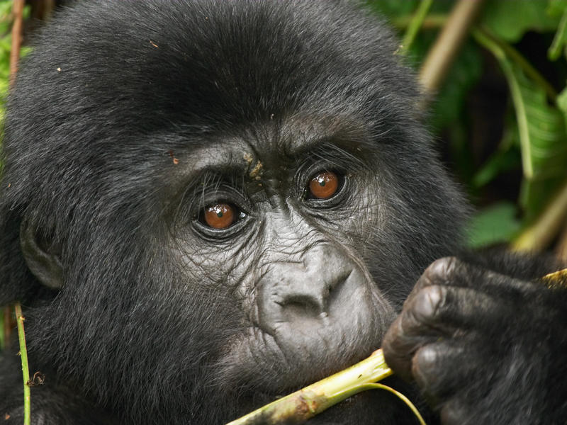 8-day Uganda and Rwanda Gorillas and Game