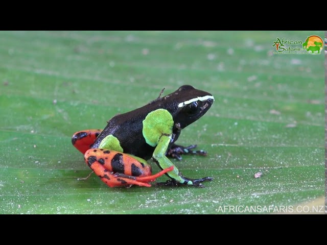 Madagascan Mantella Frog - African Safaris Ltd