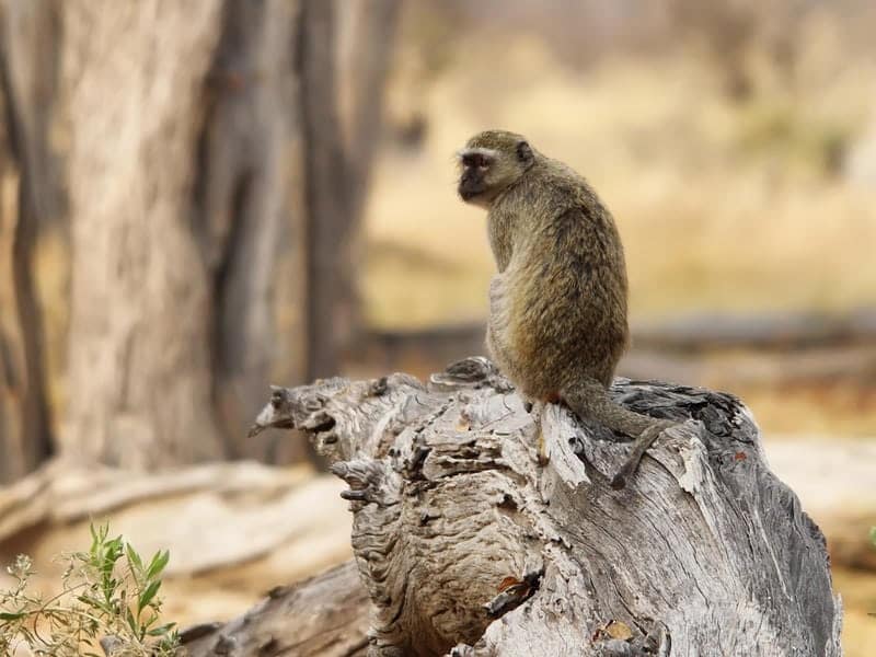 Kasane, Botswana