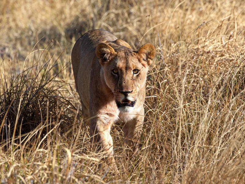 Khwai Private Reserve, Botswana