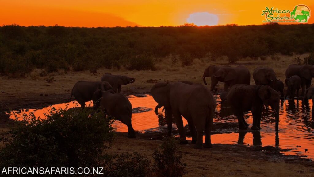 Elephants at waterhole, Etosha National Park