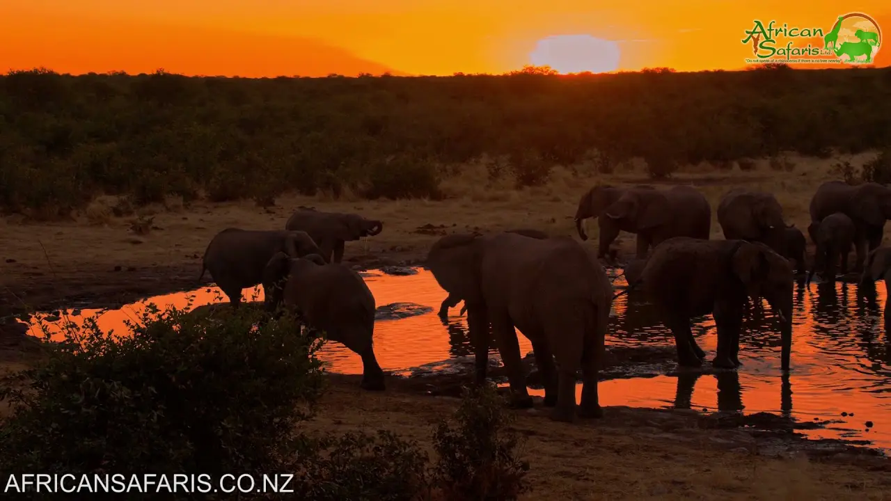 Elephants at waterhole – Etosha National Park