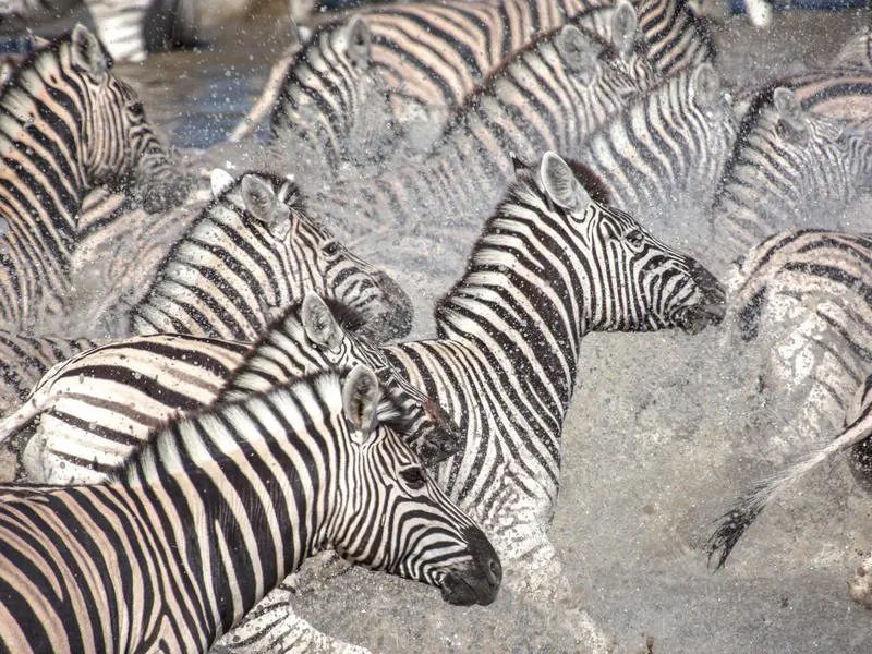 Lower Zambezi National Park, Zambia