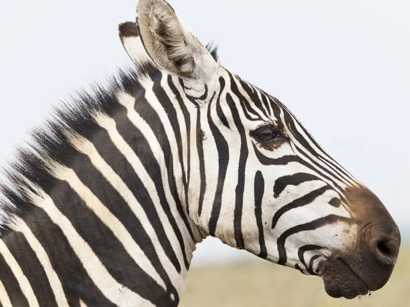 Nairobi National Park, Kenya