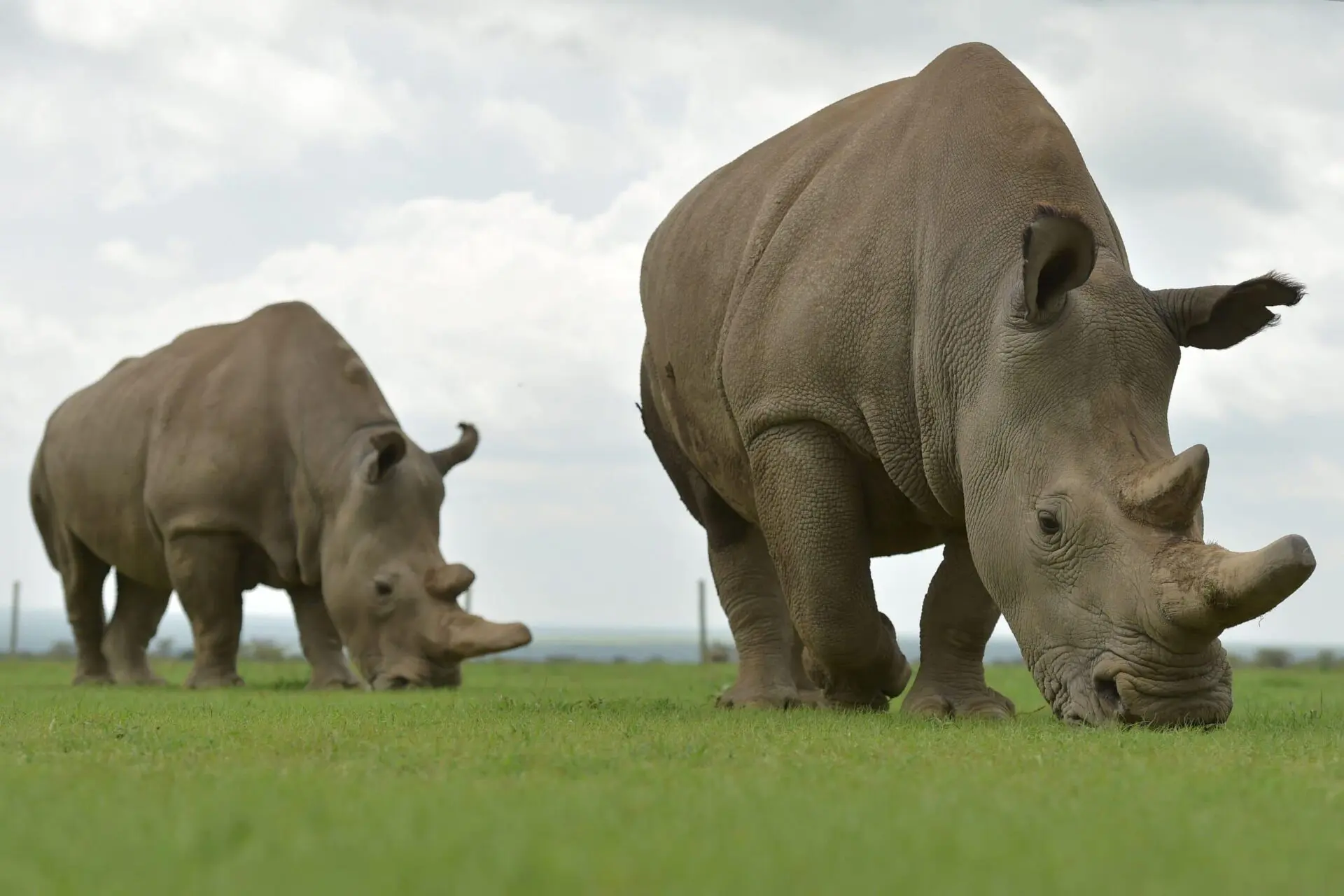 Northern White Rhinoceros Successful Egg Harvest