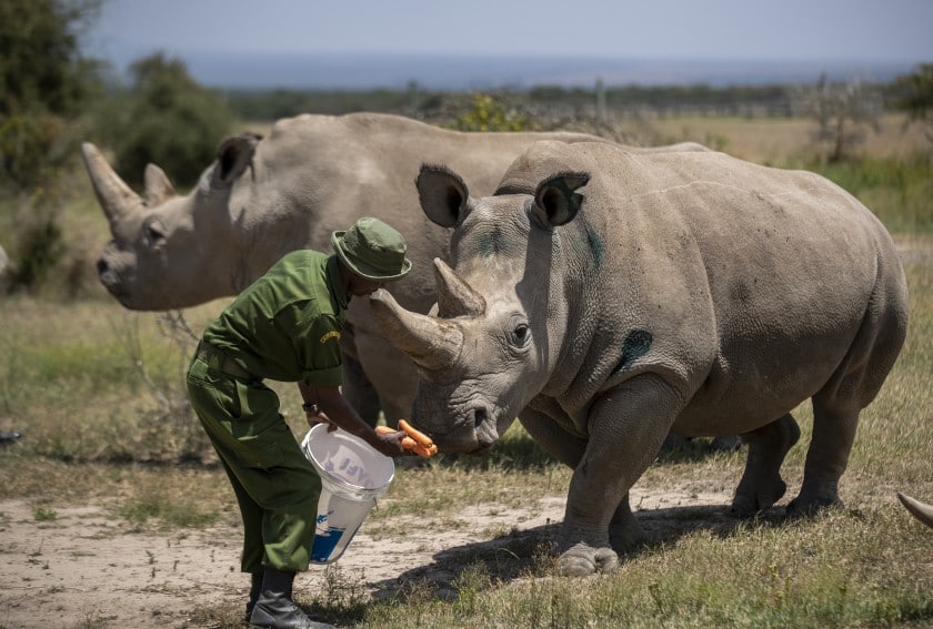 Saving the Northern White Rhinoceros