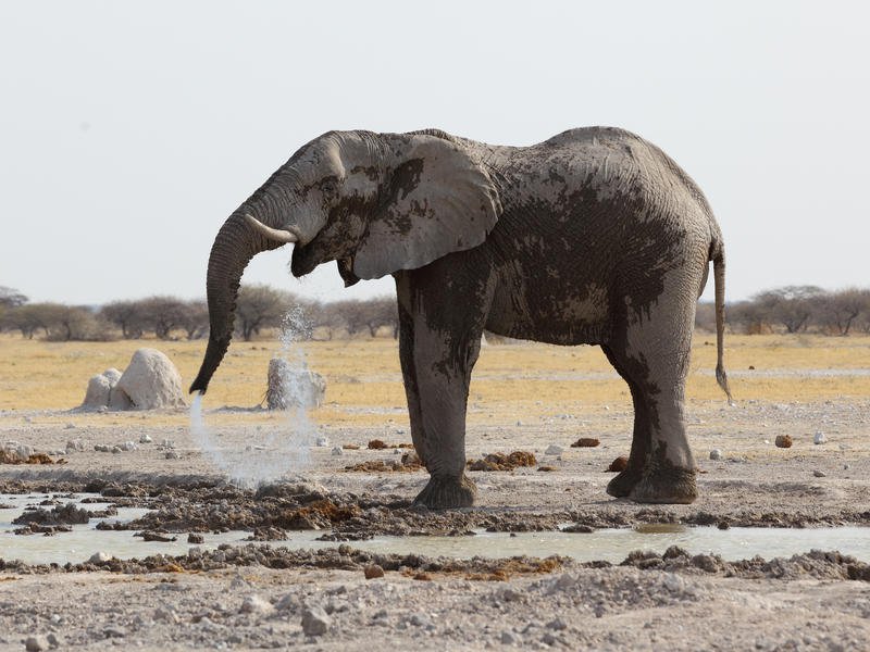 Nxai Pan National Park, Botswana
