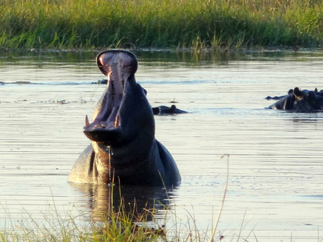 Panhandle, Okavango, Botswana Panhandle, Okavango, Botswana