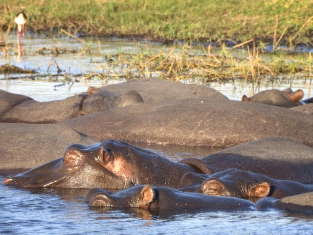 Panhandle, Okavango, Botswana Panhandle, Okavango, Botswana
