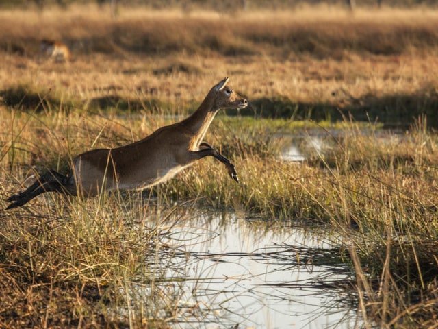 Panhandle, Okavango, Botswana Panhandle, Okavango, Botswana