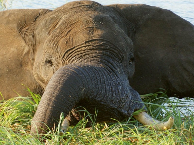 Panhandle, Okavango, Botswana Panhandle, Okavango, Botswana