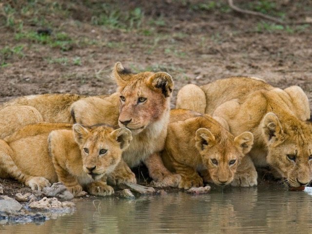 Ol Motorogi Conservancy, Maasai Mara, Kenya Ol Motorogi Conservancy, Maasai Mara, Kenya