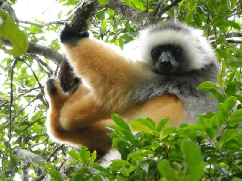11-day Island Gems of Madagascar
