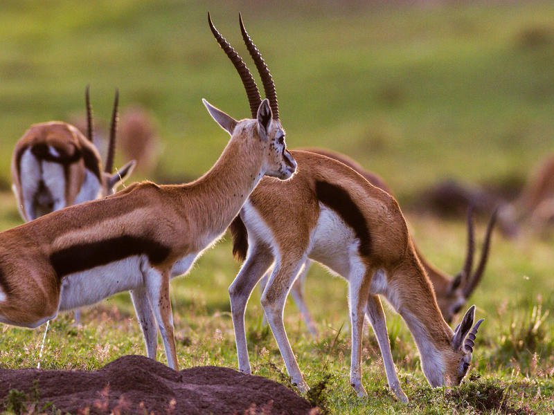 Arusha, Tanzania