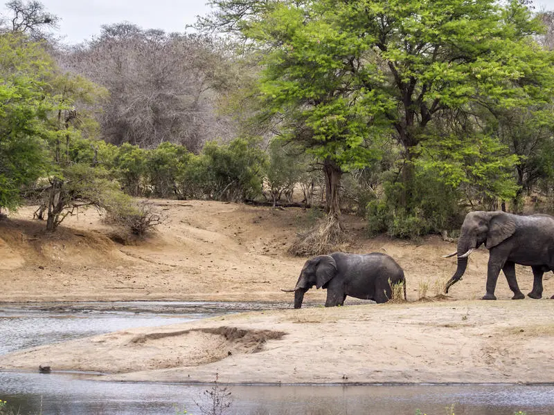 Balule Private Game Reserve, South Africa