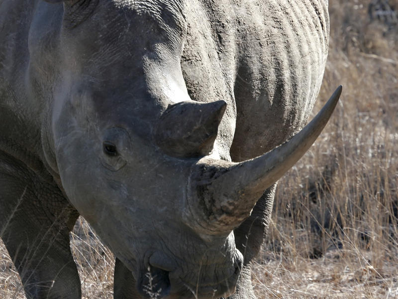 Thornybush Private Game Reserve, South Africa