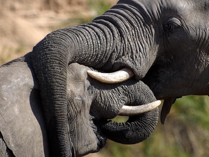 Sabi Sand Private Game Reserve, South Africa