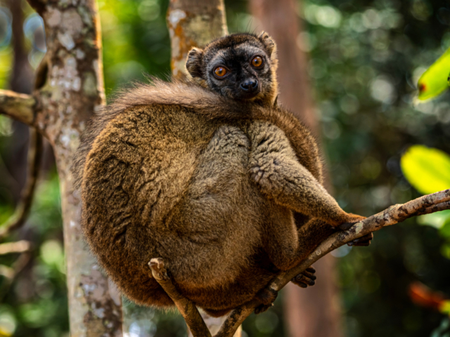 Red-Fronted Lemur Red-Fronted Lemur