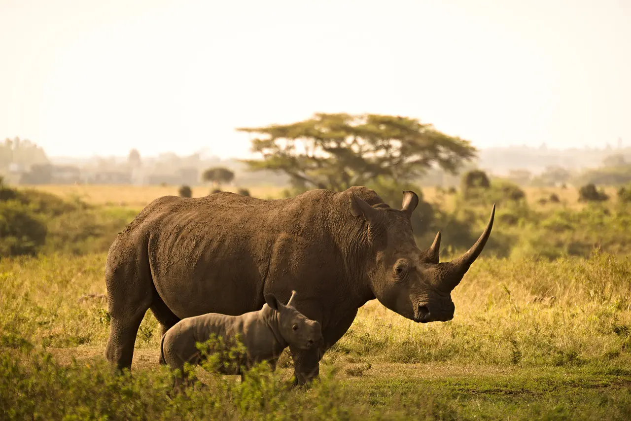 Can I book an African Safari directly?