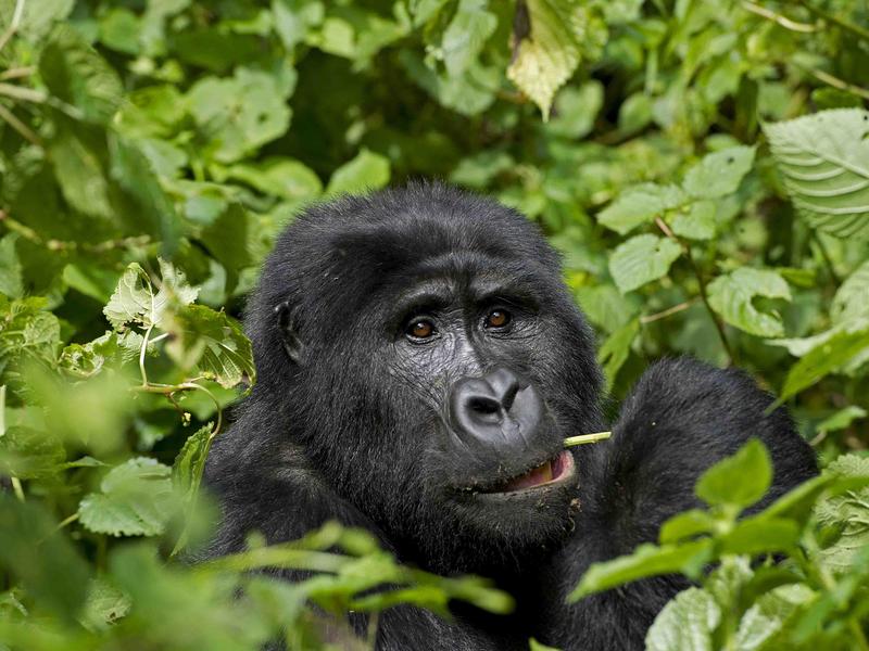 Rwanda Tourism Visa Increase