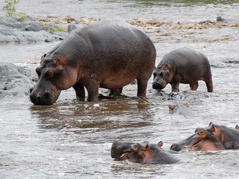 Seronera, Serengeti National Park, Tanzania