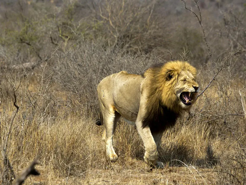 Timbavati Private Game Reserve, South Africa