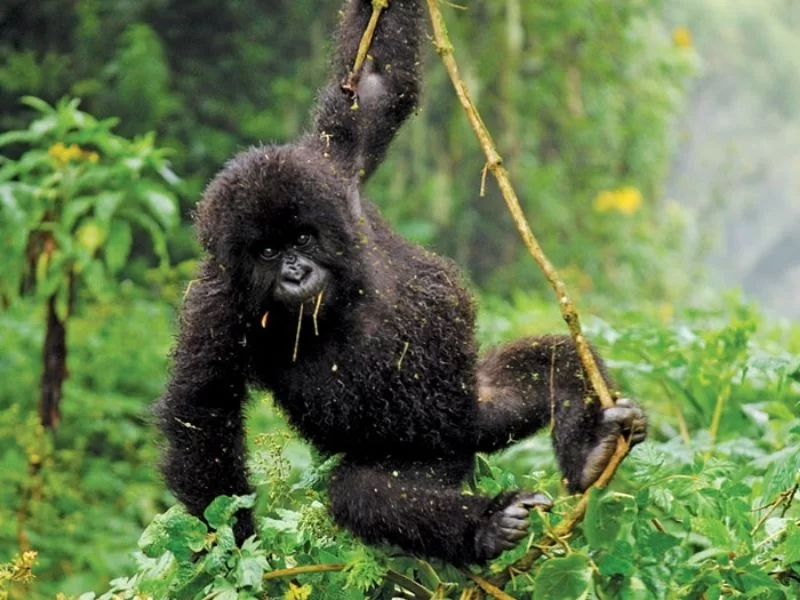 10-day Classic Uganda Safari