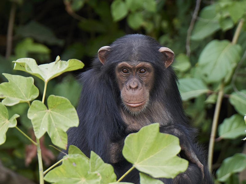 8-day Uganda Gorillas and Game