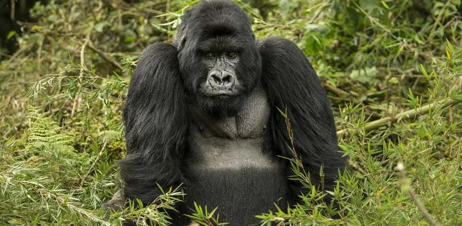 10-day Best of Rwanda